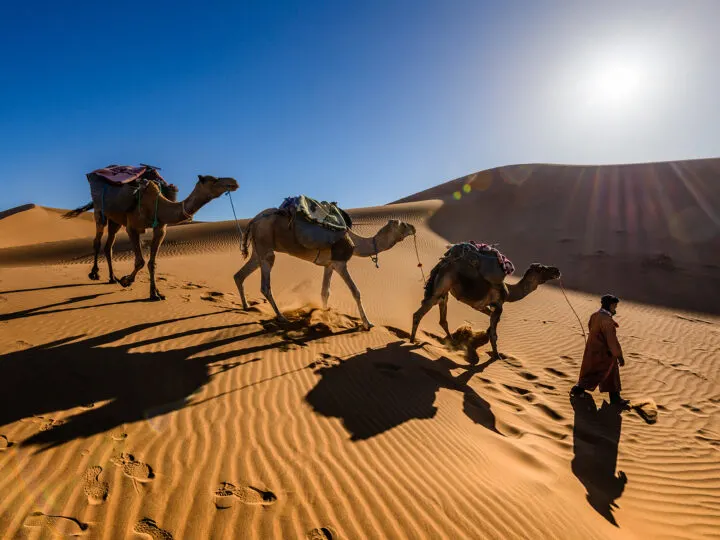 travel bucket list ideas photo of camels in desert on tan sand with sun setting
