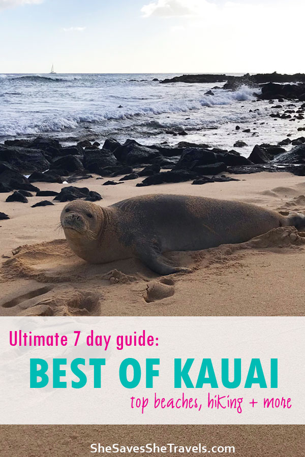 Hawaiian monk seal, poipu beach kauai, helicopter tour of kauai