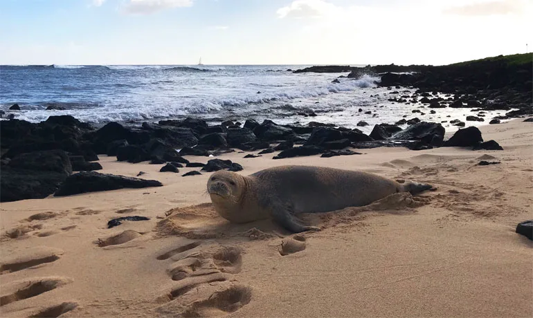 monk seal on poipu beach