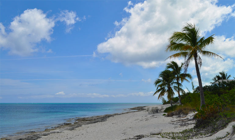 palm trees swaying on the coast of smith's reef