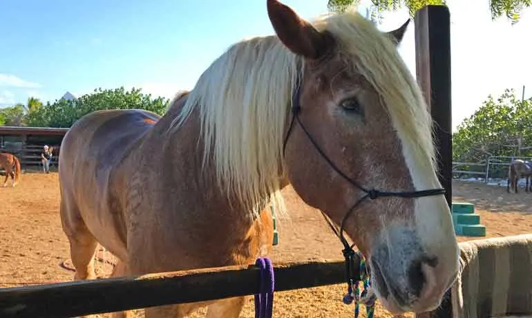 provo ponies horses - turtle large horse