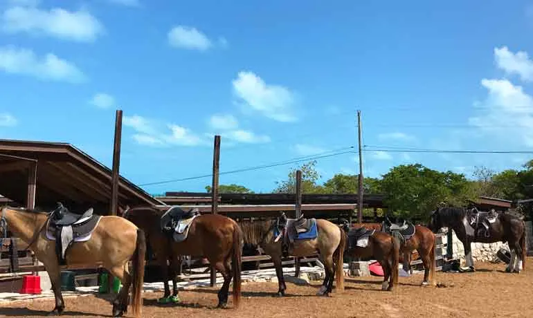 provo ponies horses at stable lined up waiting