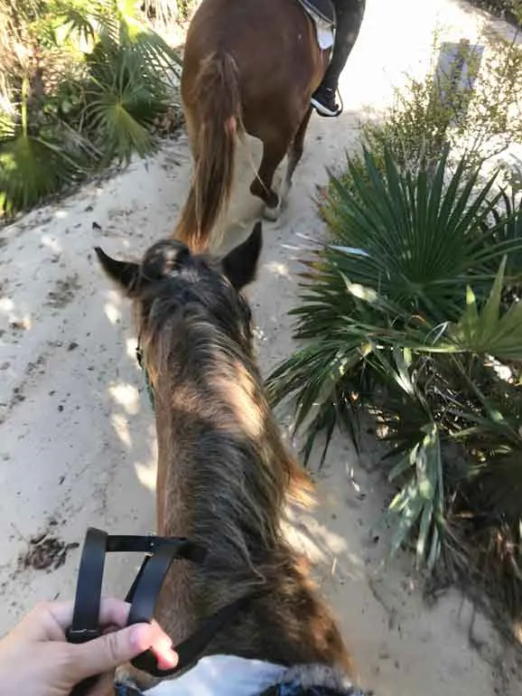 horseback riding trail on the beach path narrows looking down at the horse