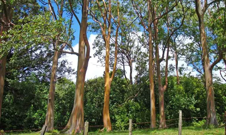 rainbow eucalyptus trees in Maui trees with striped trunks