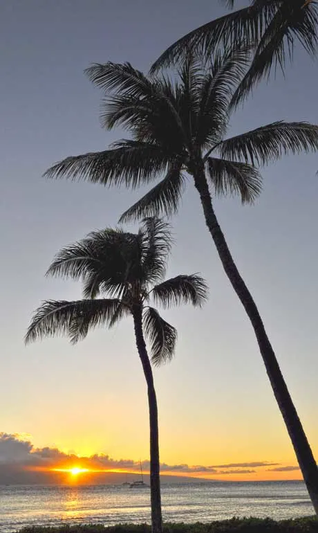Maui sunset with two palm trees and sun setting in the background