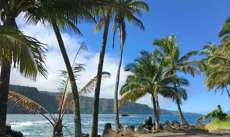 Maui coast with palm trees, ocean and road to hana in background