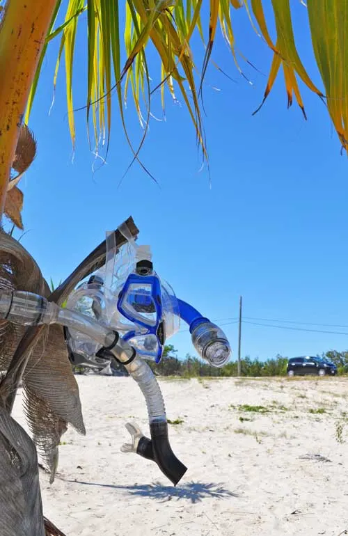 snorkel gear drying off a palm tree in Turks and Caicos