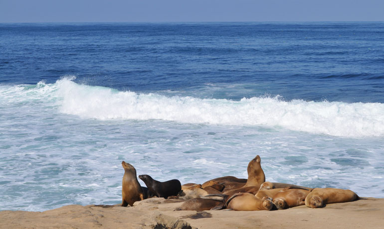 sea lions on the shore in La Jolla