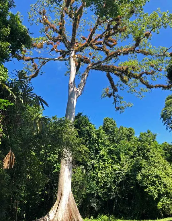 Ceiba tree