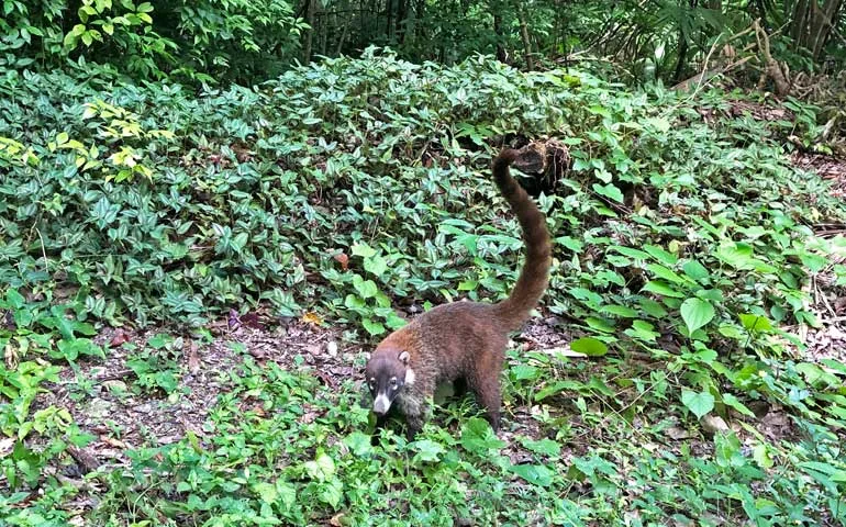 Wildlife in Tikal - Coati