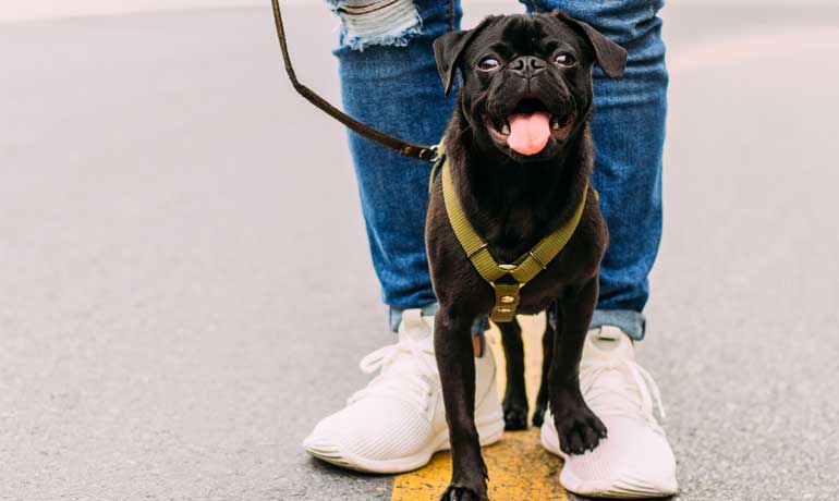 Save $1000 fast - start a dog walking business