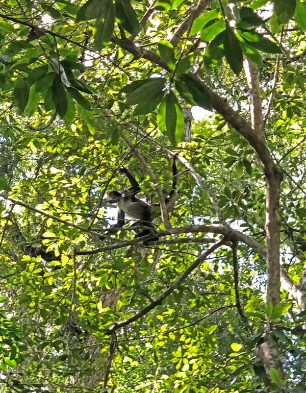 Spider monkeys in Belize