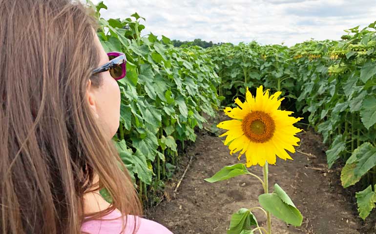 sunflower field in Omaha