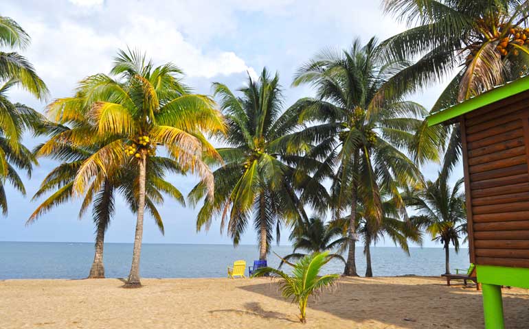 View of the palm trees and ocean in Hopkins