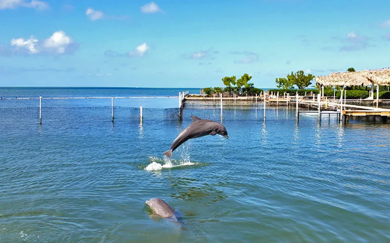 Florida road trip attractions dolphin in water