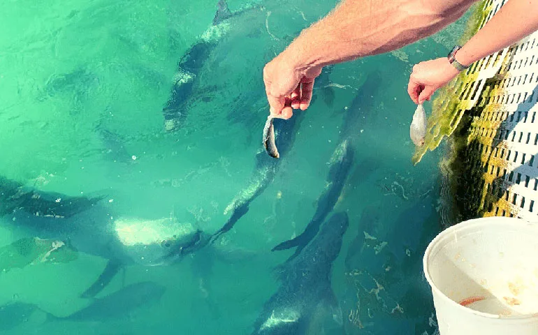 feeding tarpons in Islamorada