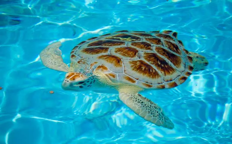 sea turtle at stop in Maratho on a Miami to Key West road trip