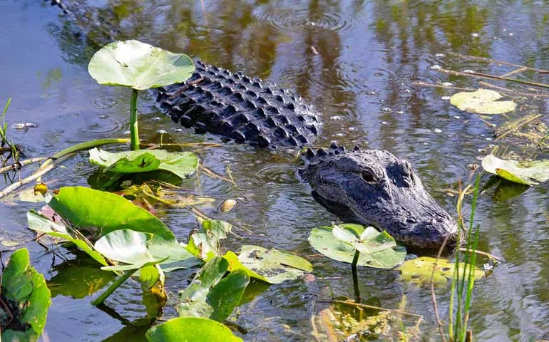 keys road trip stop at the Everglades to see crocodiles