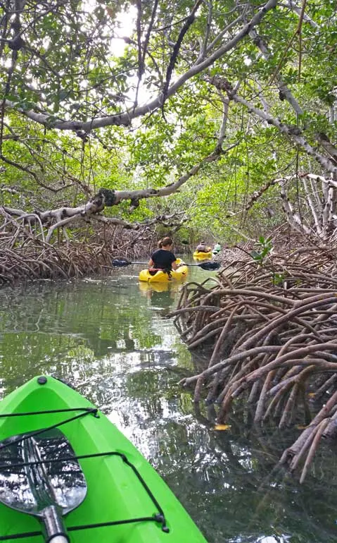 Kayaking the mangroves in Florida on a Miami to Key West road trip