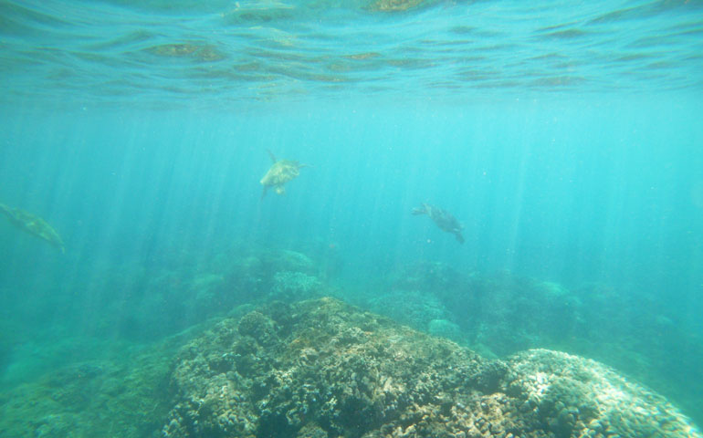 snorkeling with turtles kauai