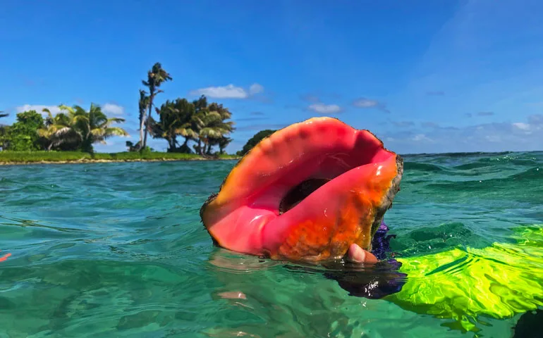 Top things to do in Belize - snorkeling - conch shell