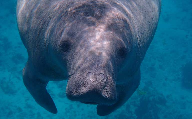 Swimming with Manatees in Belize