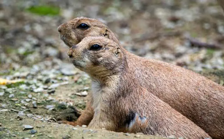 roberts prairie dog town