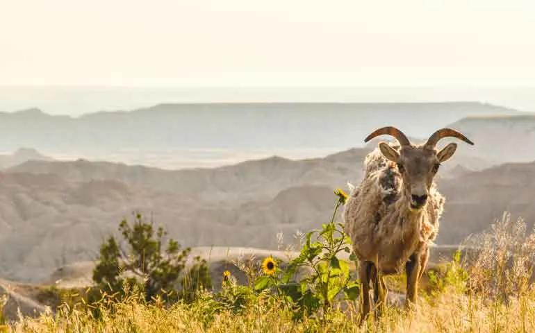 badlands wildlife big horn sheep