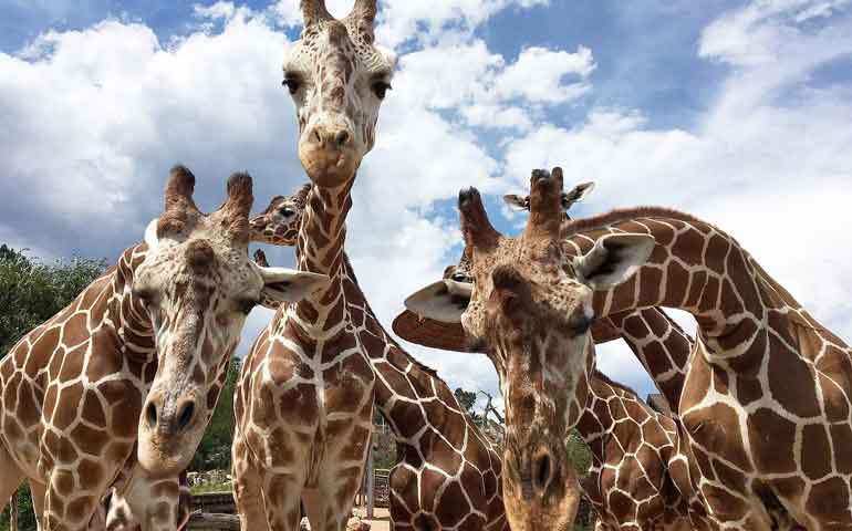 cheyenne mountain zoo giraffes