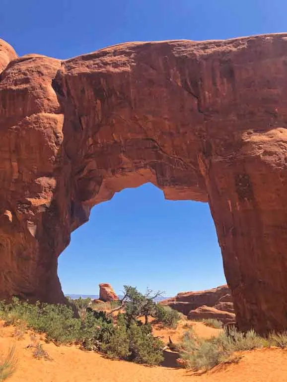 pine tree arch