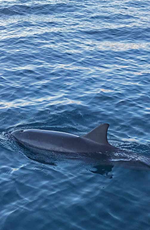 dolphin cruising in Anna Maria Island