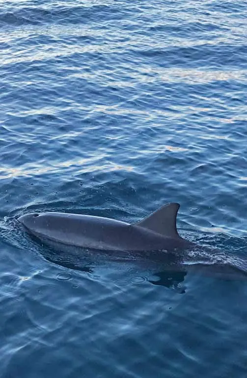 dolphin cruising in the gulf family friendly activity gulf shores