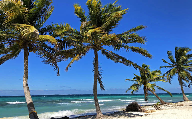 cheapest beach vacations possible - 4 palm trees along the beach with blue sky