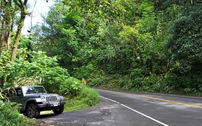 Maui Hawaii lush forest