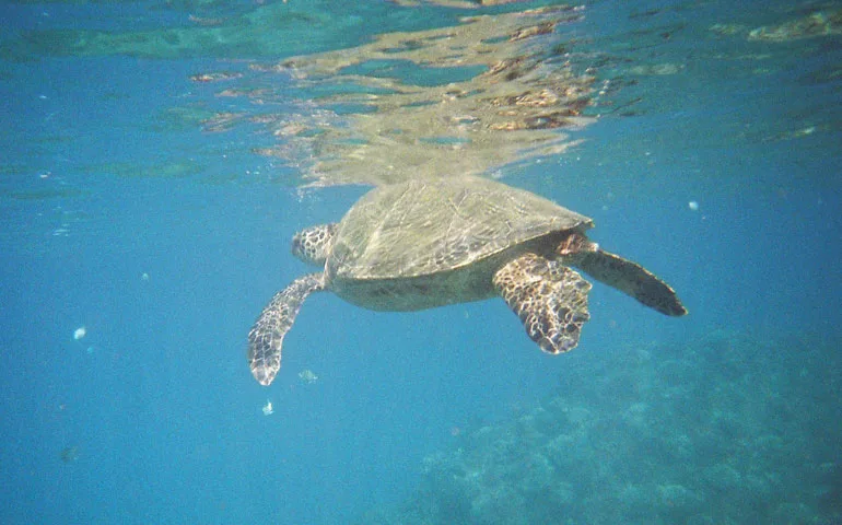 snorkeling with sea turtles kauai
