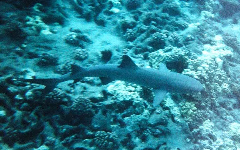 shark while snorkeling hawaii