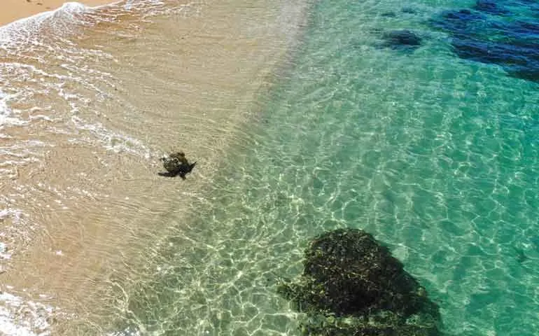 snorkeling kauai hideaway beach turtle