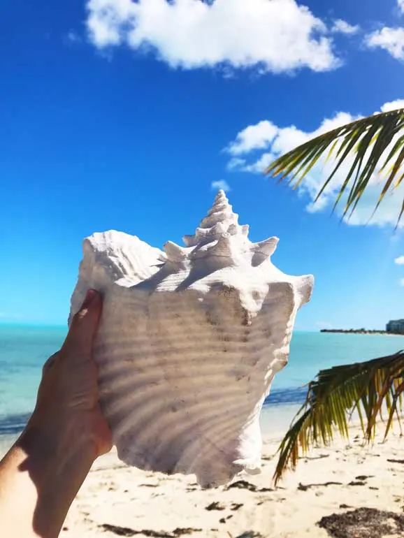 things to do in turks and caicos hunt for conch