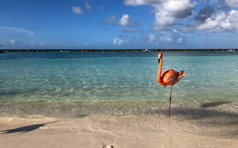 single flamingo on the beach in aruba