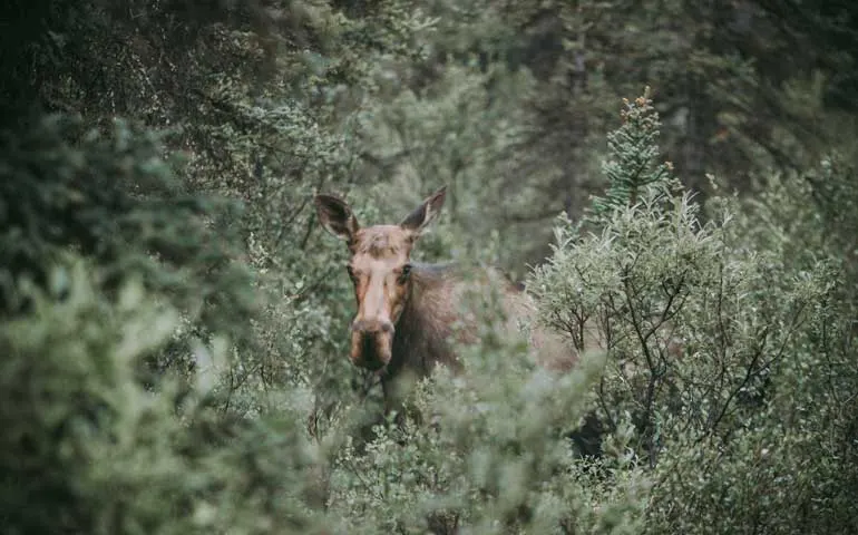 Wildlife in Denali in Alaksa - the best national park to visit in summer for wildlife 