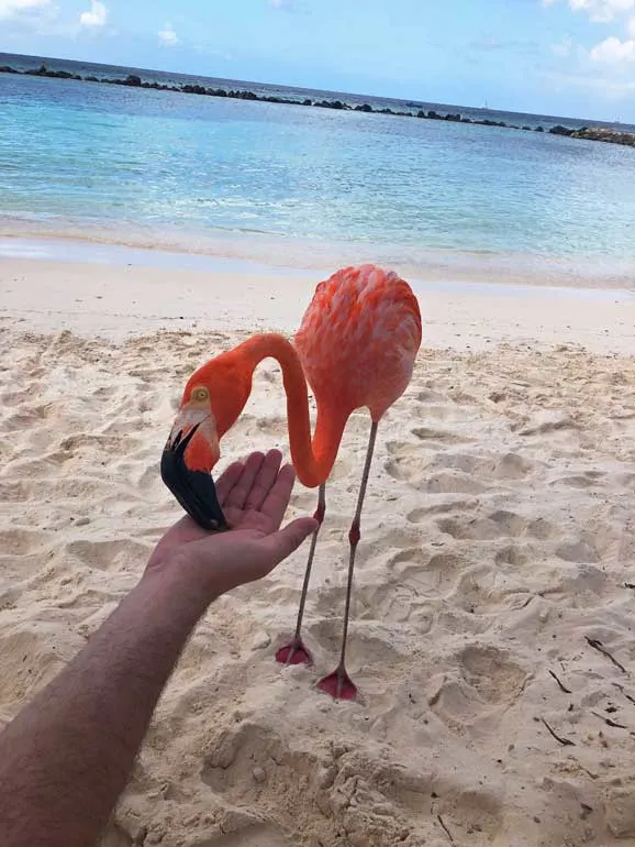 feeding flamingos