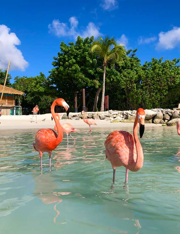 aruba flamingo beach all inclusive