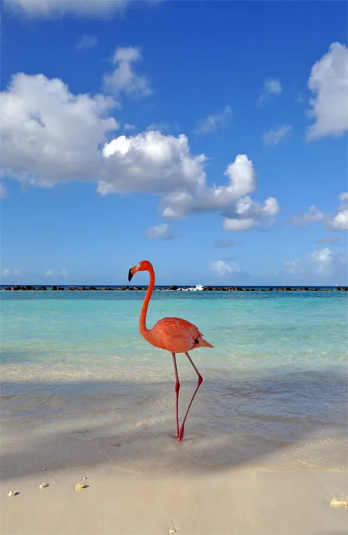 aruba flamingos