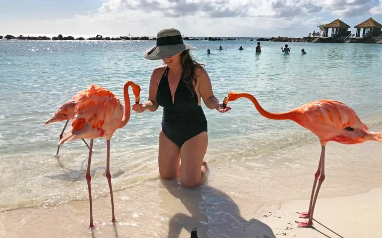 feeding flamingos in aruba
