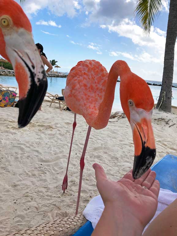 feeding flamingos