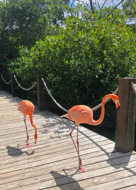 two flamingos walking in aruba