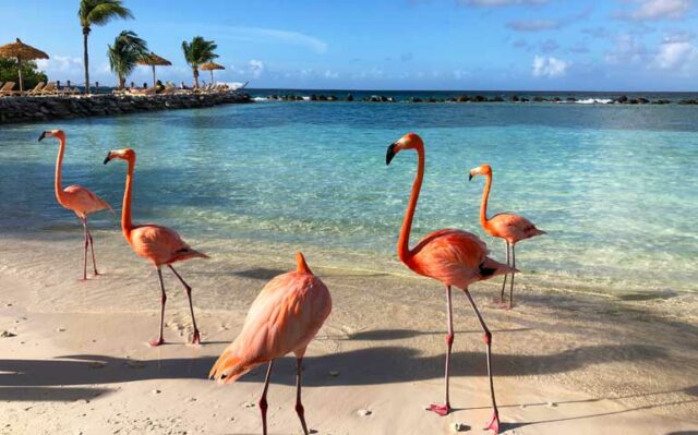 Breathtaking Flamingo Beach, Aruba: Everything You Need to Know Before ...