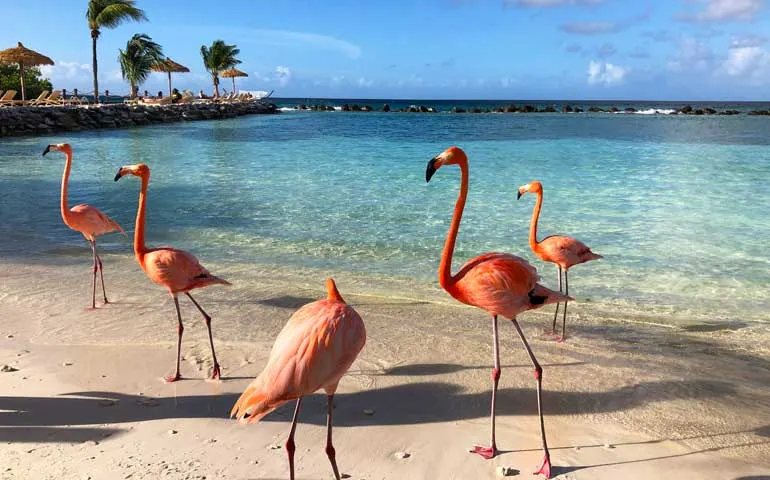 Flamingo Beach Aruba