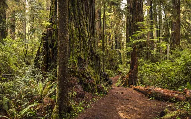 Redwoods NP in California - best national parks to visit in summer 