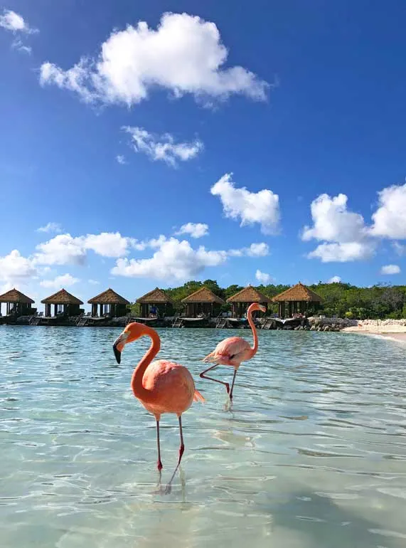 Renaissance island aruba day pass to see the flamingos